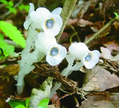 被称为死亡之花的水晶兰