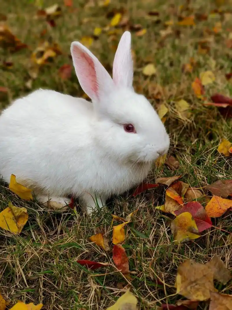 91   小兔子的自述 我是一只可爱活泼的小兔子,我有着柔软的毛,长长