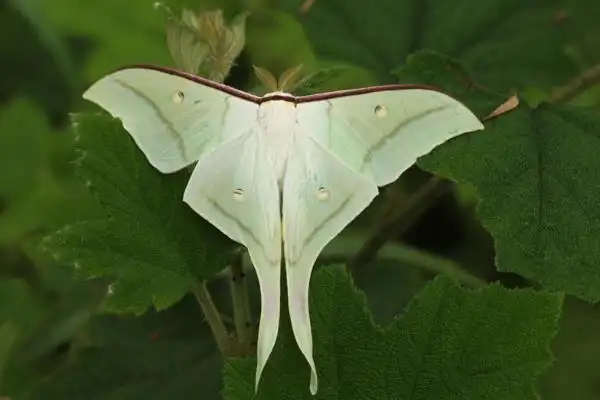 紫薇绿尾大蚕蛾长有燕尾的绿色蛾对树叶危害极大