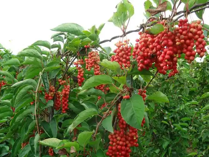 《五味子月令》