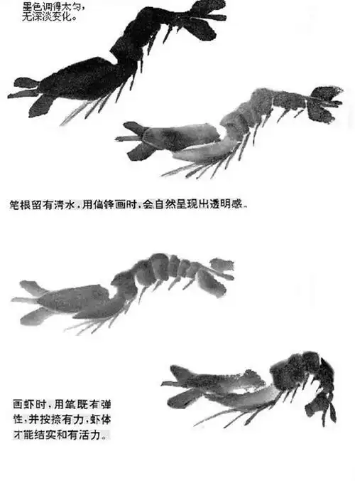 国画教程:国画虾的画法大全