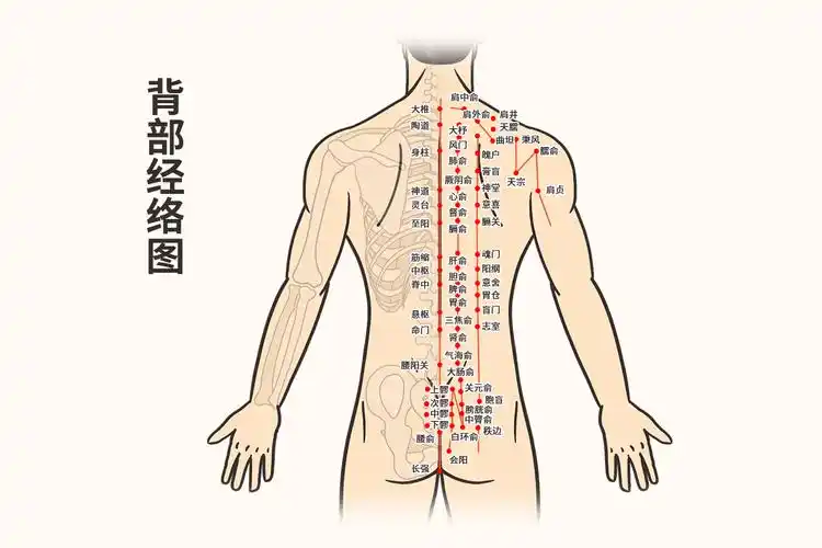 经络系统及其调控作用