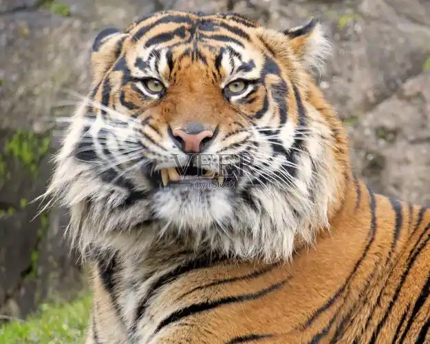 咆哮的老虎头照片摄影图片