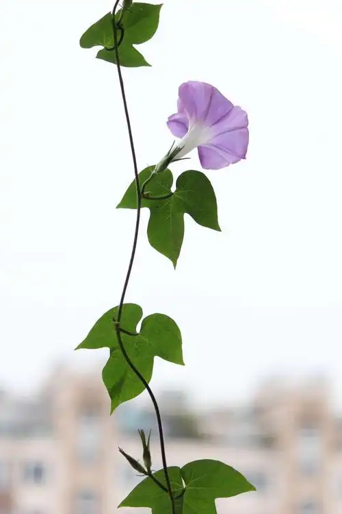 窗台上的牵牛花一20181015