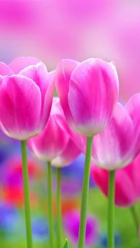 壁纸 美丽的粉红色的郁金香花,模糊背景 2560x1920 hd 高清壁纸, 图片