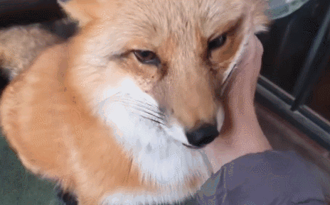 我养了只狐狸体验到纣王的快乐