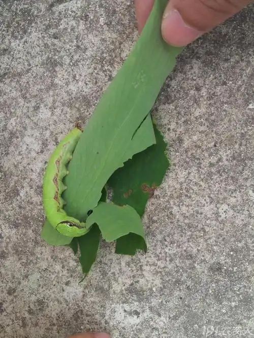 请问这是什么天蛾的幼虫?