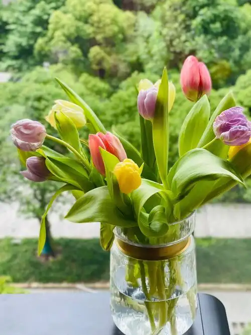 第三天 有些已经开始有点谢了,郁金香93好美,花期好短#我爱绿植