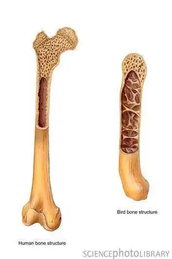 鸟类的骨骼是中空充气的,咋造血呢?