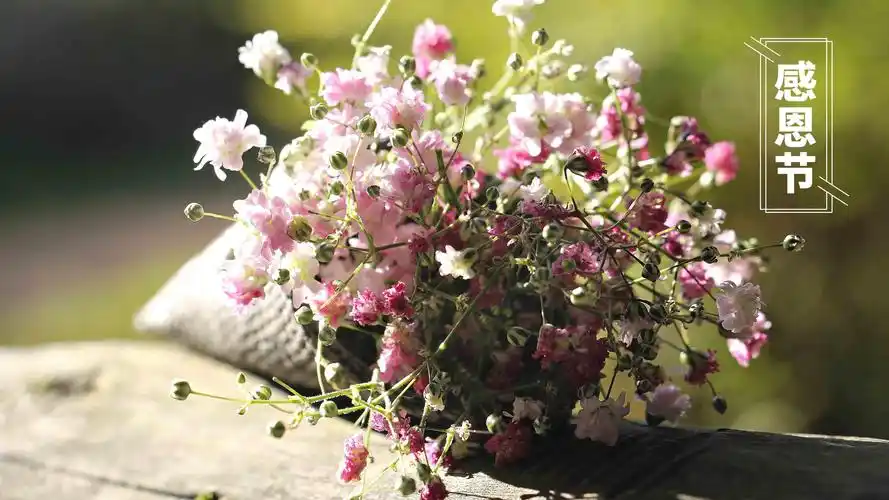 2020感恩节最美图片