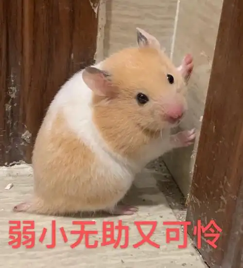 可爱鼠鼠表情包