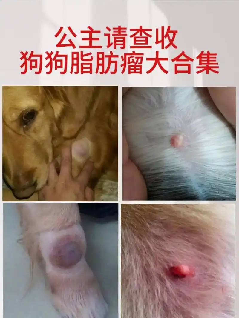 公主请查收,狗狗脂肪瘤大合集!狗狗脂肪瘤挺常见的,尤其是老 - 抖音