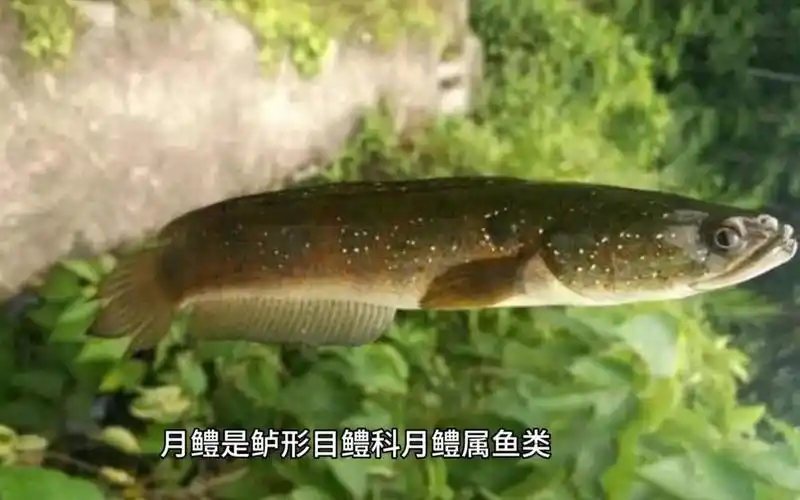 月鳢(又称七星鱼,山花鱼,山斑鱼,张公鱼)