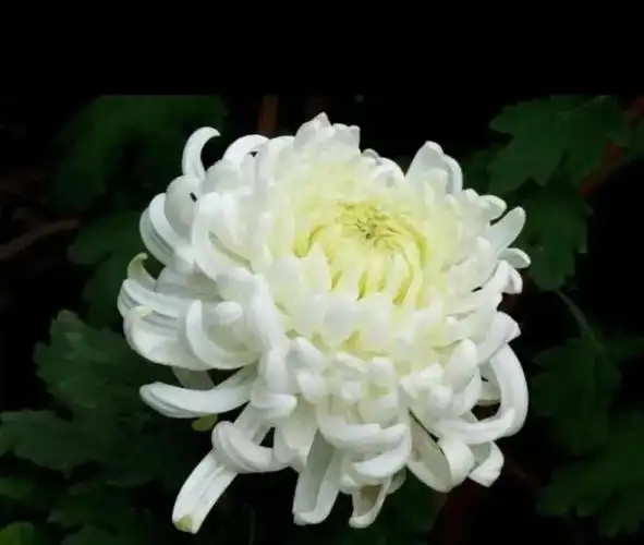 常用的花和它们所代表的花语