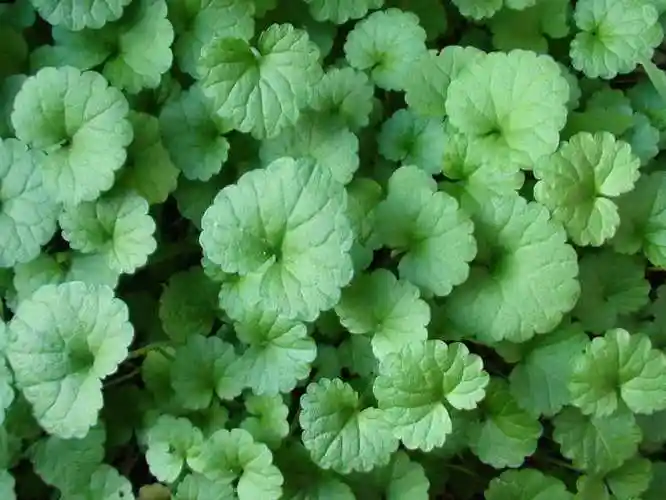 金钱草图片大全大图(中药金钱草图片大全大图)