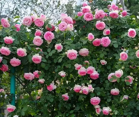 作为我们国家传统的名贵花卉月季,可谓是集万千宠爱于一身,无论是资深