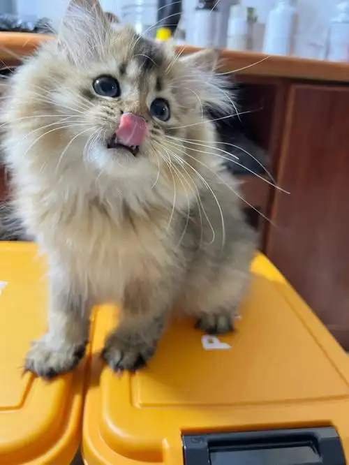 长毛黑金渐层一千多贵吗