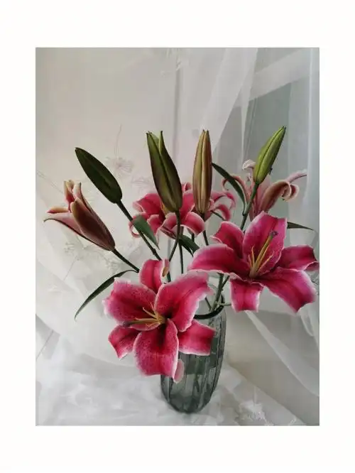 黑美人狐尾百合妖艳家里香喷喷