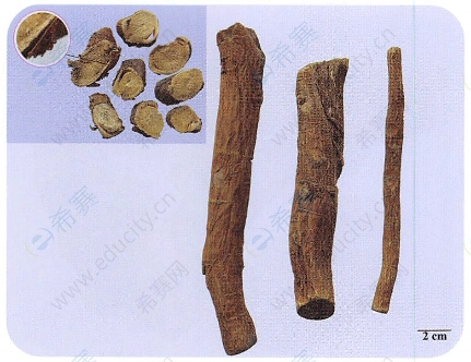 执业中药师考试苦参的知识点