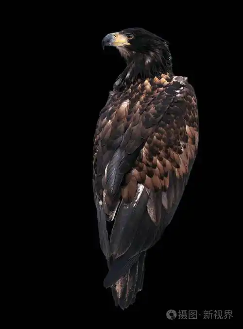 鹰回头孤立地看着黑色