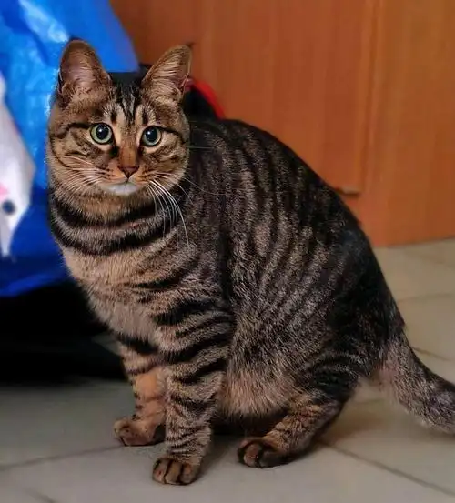 狸花猫在国外受追捧,价值几千美元,为什么国内没人养?