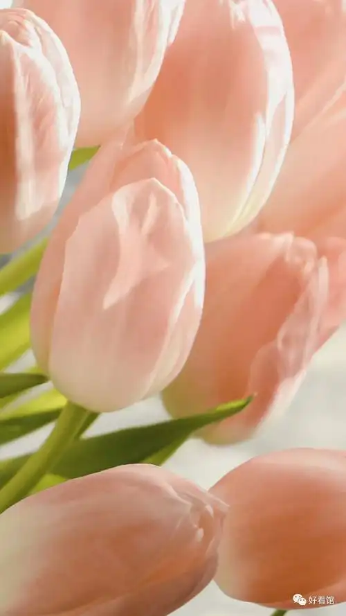 郁金香自然清新高清手机壁纸植物壁纸壁纸图片郁金香壁纸郁金香高清