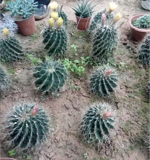 仙人植物仙人球龙王球别名左右旋龙王丸盆栽龙王球56厘米不含盆