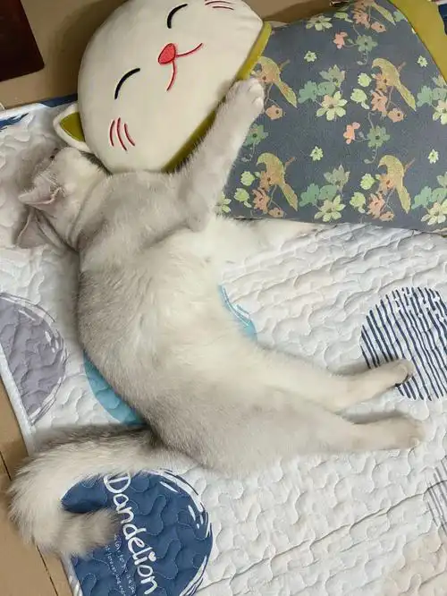 今日份睡姿大赏#英短银渐层  #猫咪睡觉姿势