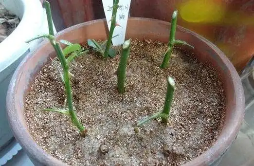 月季什么时候扦插最好,月季花的扦插方法 花卉大全