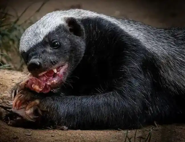 平头哥蜜獾(平头哥蜜獾十大格言)-图1