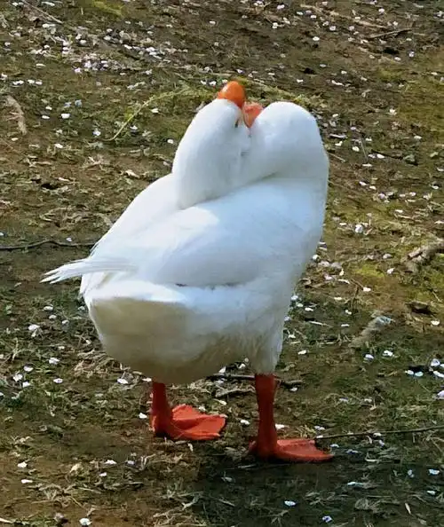 鹅的脖子有多灵活