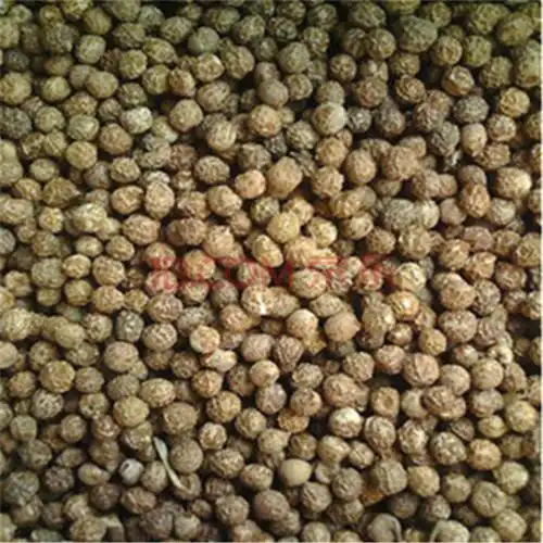 新采法桐种子 青桐种子 梧桐树种子青皮种子质量好发芽率极高 100克