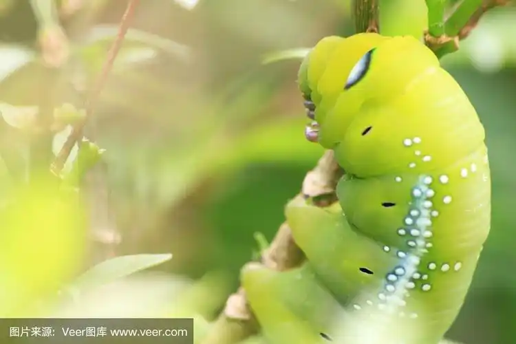 特写树上的大绿虫,树顶上的大绿虫