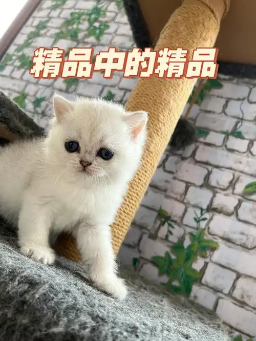 银渐层  #小猫咪  太漂亮了,父母双赛级!嘎嘎板正