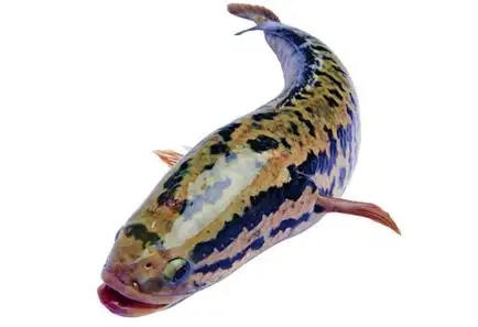 第二条是微山湖的乌鳢,据说此鱼产子后便双目失明,无法觅食而只能忍饥