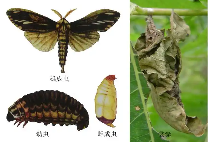 袋蛾类 - 百度百科