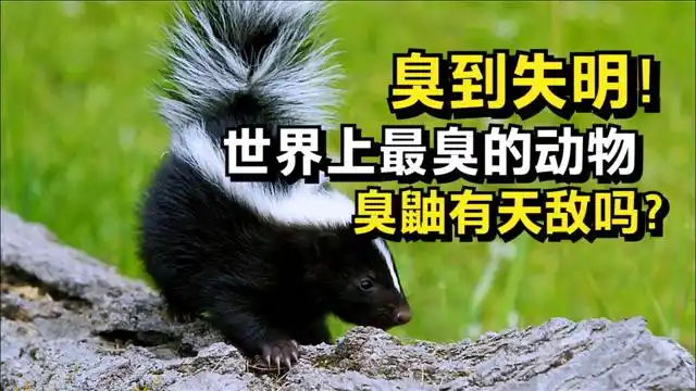臭鼬放屁十里飘香,美洲狮看到它掉头逃跑,自然界它有天敌吗?