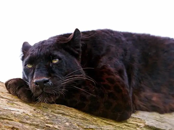 黑豹休息,白色背景 壁纸 | 1920x1440 壁纸下载 | cn.best-wallpaper.