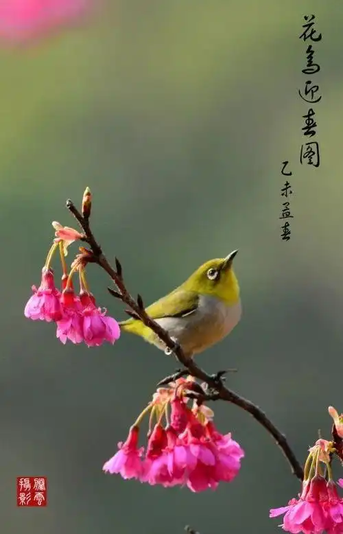 大自然中的生命