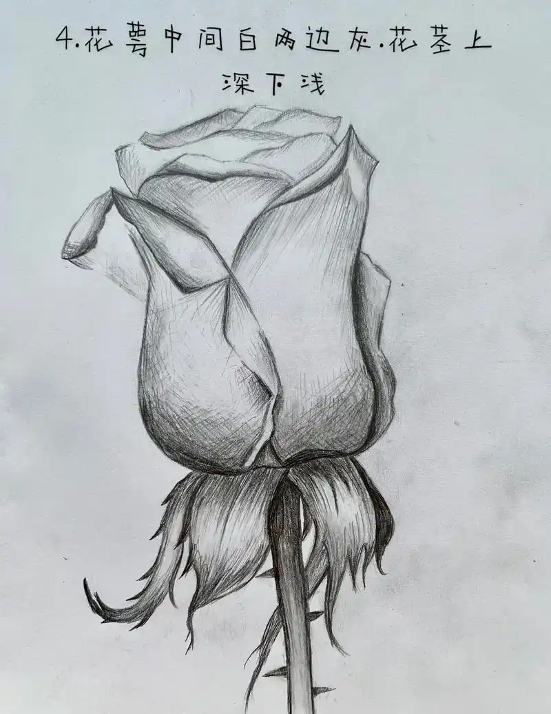 素描玫瑰的画法