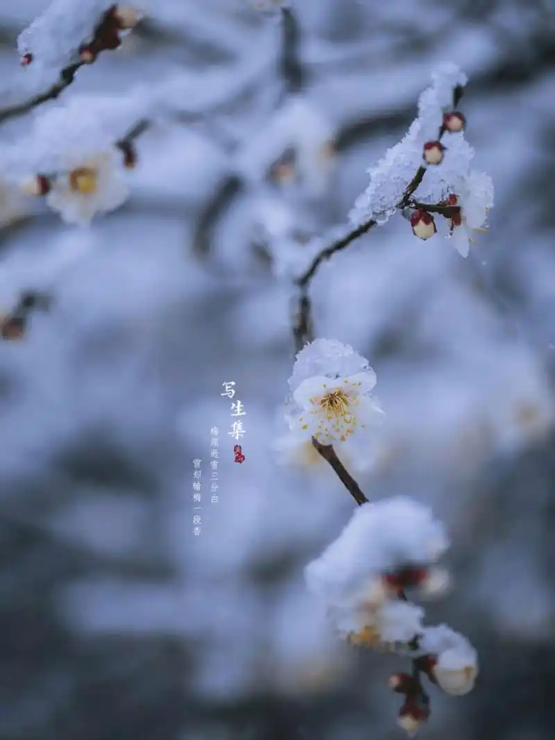 白梅花有着忠贞的寓意,洁白无瑕的花瓣,代表着忠贞不二的赤子之心.