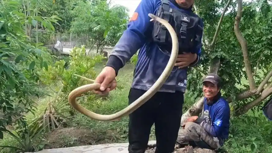 水泥地里的眼镜蛇!跳起来咬人