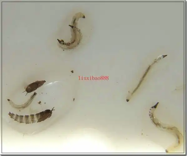 展开全部 蛾蚋的幼虫