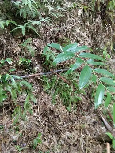 江西野生黄精,需要联系