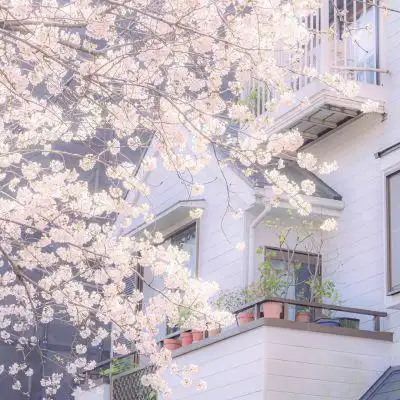 樱花_微信头像_我要个性网