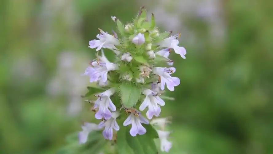 20170221 潮州龙胆草 主讲:明丰