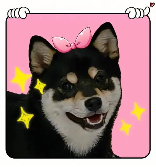 黑柴日常两对粗糙的情侣头像