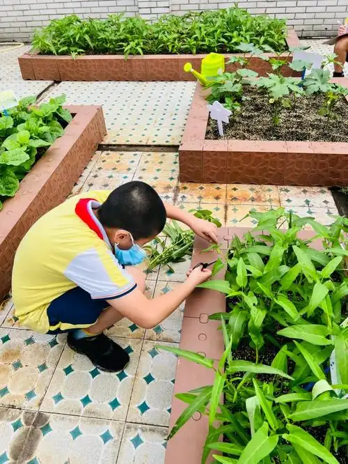 绿色越秀丨都市农场上天在屋顶种菜实现蔬果自由