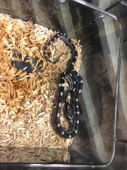 爬宠物 玉米蛇 宠物蛇 炭黑圈_宠物_玉米_炭黑_爬宠_宠物_宠物其他