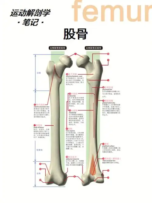 是人体最长(约为身高的1/4),负重最重的骨,是由近端,股骨体和远端构成